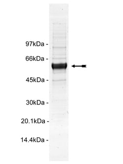 Eurofins DiscoverX MST1 Protein, Active 250 &mu;g | Buy Online | Eurofins DiscoverX | Fisher Scientific